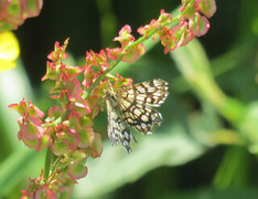 Rutemåler (Chiasmia clathrata)