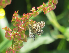 Rutemåler (Semiothisa clathrata)