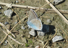 Sølvblåvinge (Polyommatus amandus)