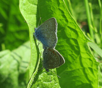 Sølvblåvinge (Polyommatus amandus)