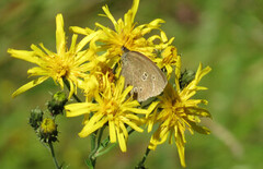 Gullringvinge (Aphantopus hyperantus)