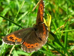 Fløyelsringvinge (Erebia ligea)