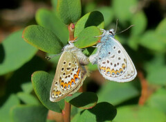 Idasblåvinge (Plebejus idas)