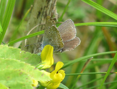 Myrblåvinge (Plebejus optilete)