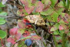 Blåbærmåler (Eulithis populata)