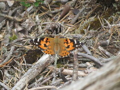 Tistelsommerfugl (Vanessa cardui)