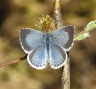 Vårblåvinge (Celastrina argiolus)