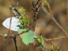 Grønnstjertvinge (Callophrys rubi)