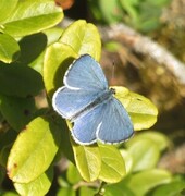 Vårblåvinge (Celastrina argiolus)