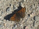 Mørk rutevinge (Melitaea diamina)