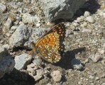 Mørk rutevinge (Melitaea diamina)