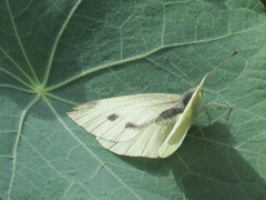 Stor kålsommerfugl (Pieris brassicae)