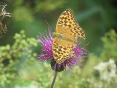 Keiserkåpe (Argynnis paphia)