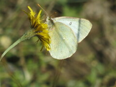 Myrgulvinge (Colias palaeno)