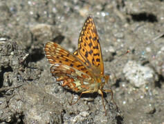 Rødflekket perlemorvinge (Boloria euphrosyne)