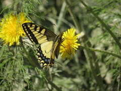 Svalestjert (Papilio machaon)