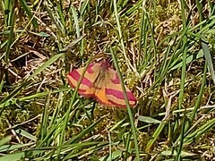 Purpurmåler (Lythria cruentaria)