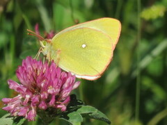 Myrgulvinge (Colias palaeno)