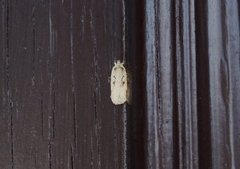 Agonopterix ocellana