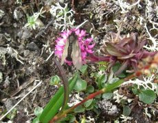 Fjellbloddråpesvermer (Zygaena exulans)