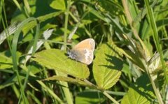 Perleringvinge (Coenonympha arcania)