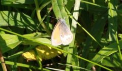 Perleringvinge (Coenonympha arcania)