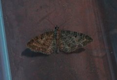 Grumset dvergmåler (Eupithecia subfuscata)