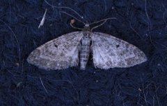 Grumset dvergmåler (Eupithecia subfuscata)