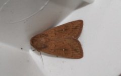 Teglrødt gressfly (Mythimna ferrago)