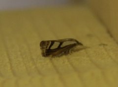 Treflekket nebbmott (Catoptria permutatellus)