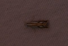 Treflekket nebbmott (Catoptria permutatellus)