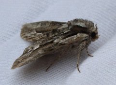 Raggfly (Hyppa rectilinea)