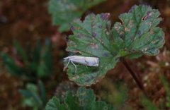 Tannebbmott (Crambus pratella)