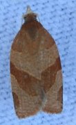 Hvithodebladvikler (Pandemis cinnamomeana)