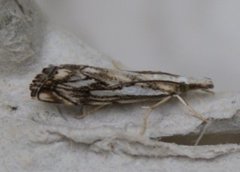 Klippenebbmott (Catoptria falsella)