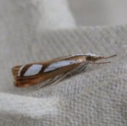 Treflekket nebbmott (Catoptria permutatellus)