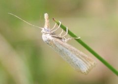 Blek nebbmott (Agriphila straminella)