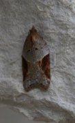 Buskflatvikler (Acleris laterana)