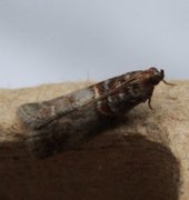 Rognesmalmott (Acrobasis advenella)