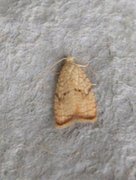 Lønneblomstflatvikler (Acleris forsskaleana)