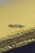 Oreblomstmøll (Argyresthia goedartella)