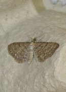 Engdvergmåler (Eupithecia satyrata)