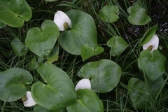 Myrkongle (Calla palustris)