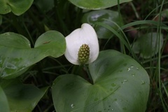 Myrkongle (Calla palustris)