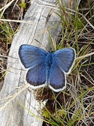 Argusblåvinge (Plebejus argus)