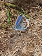 Argusblåvinge (Plebejus argus)