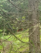 Fløyelsringvinge (Erebia ligea)