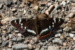 Ospesommerfugl (Limenitis populi)