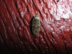 Agonopterix ciliella/heracliana