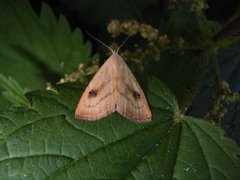 Gult nebbfly (Rivula sericealis)